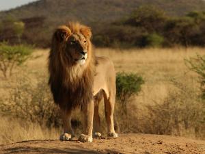 lion-africa-animals-free-hd-294897